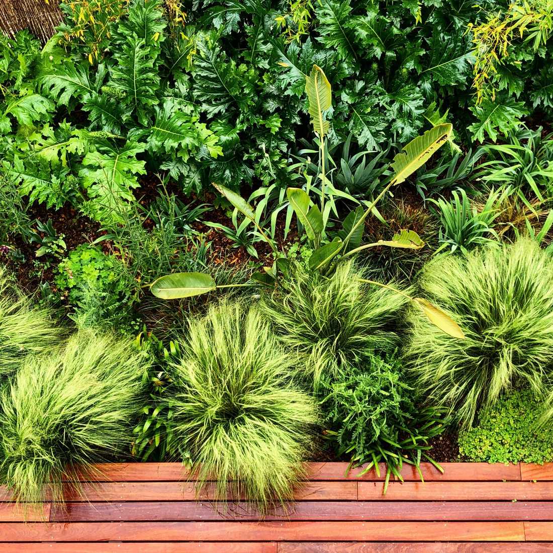 Végétation luxuriante dans le petit jardin d'une maison de ville à Annecy