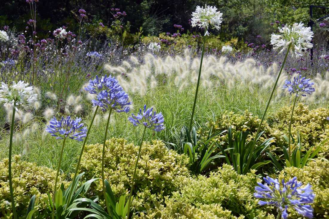 Fleurs et floraisons méditerrannéenes aménaagé par un concepteur paysagiste à Annecy